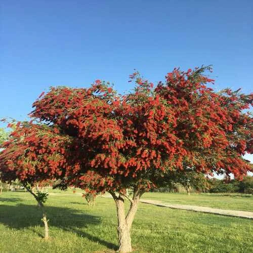 BOTTLE BRUSH PLANT