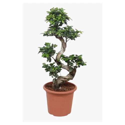 FICUS BONSAI SM P.15
