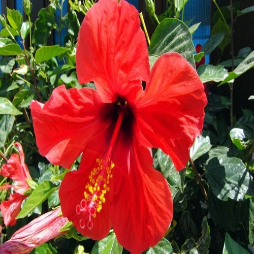 HIBISCUS DESERT ROSS ESTEYP
